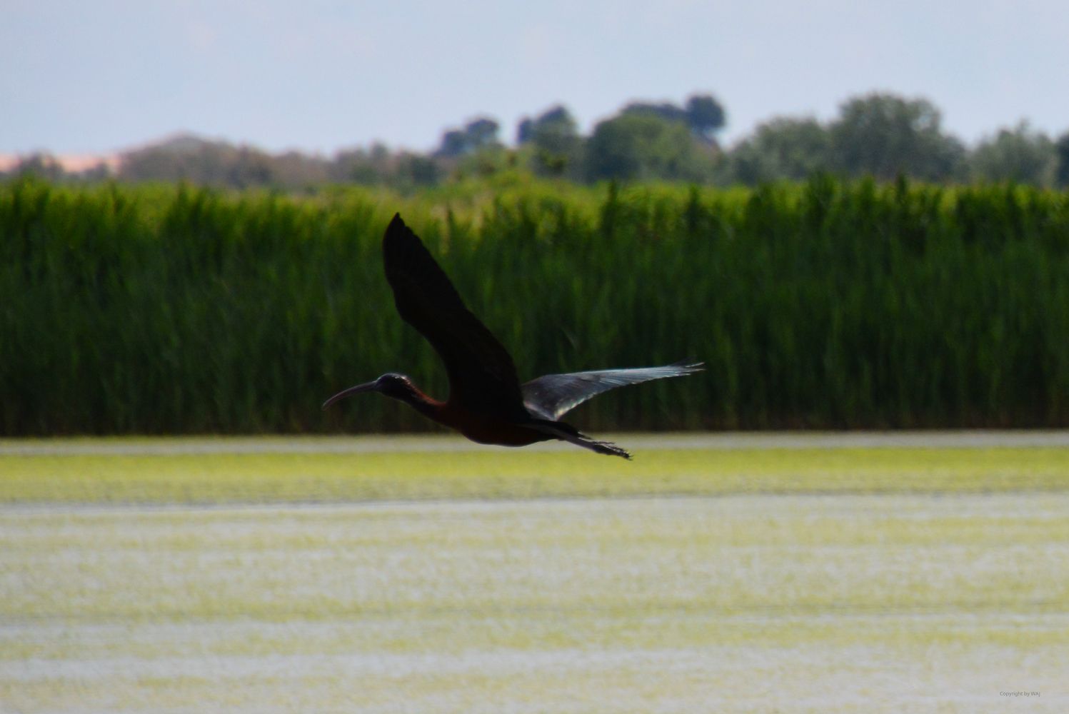 Schwarzer Ibis über´m Reisfeld