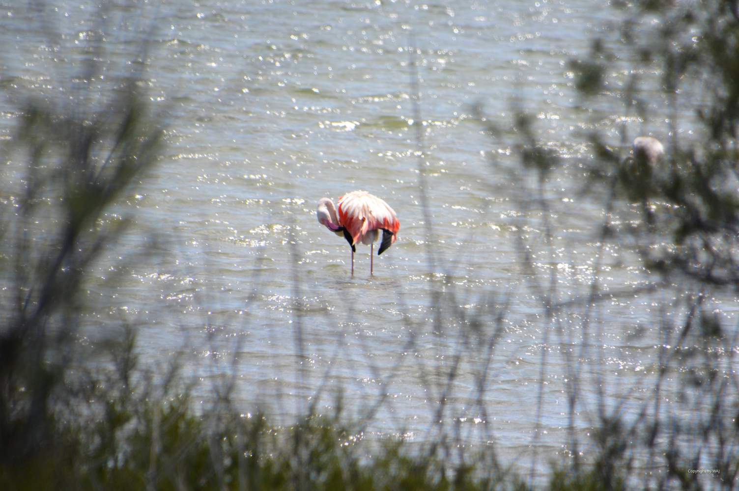 Die Rosa Flamingos der Camarque