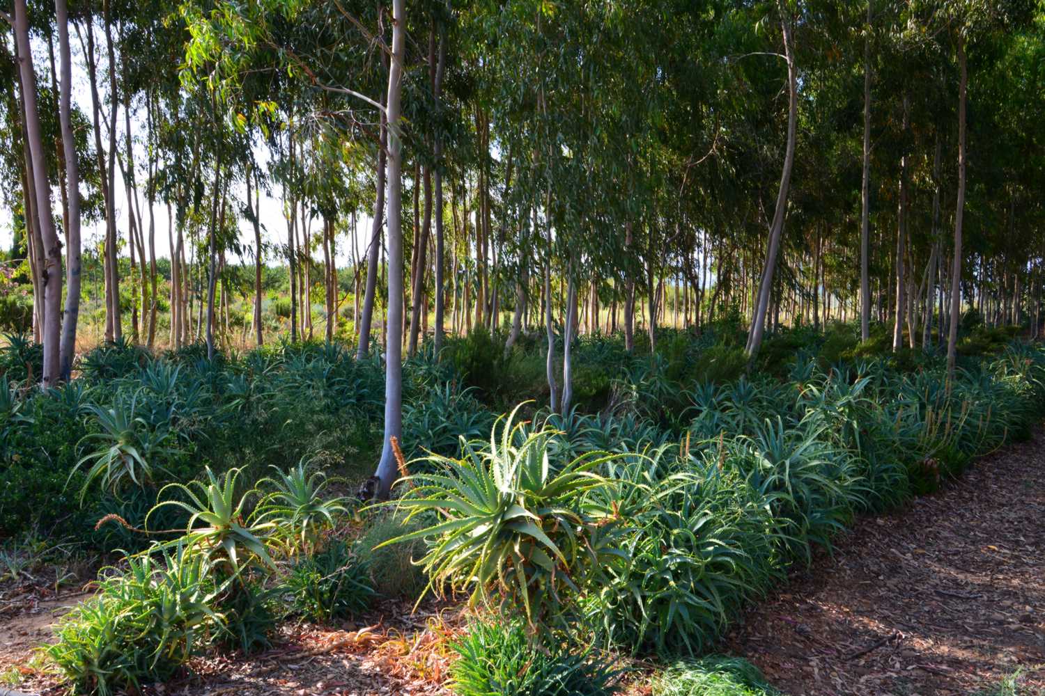 Aloeplantage im Eucalyptushain