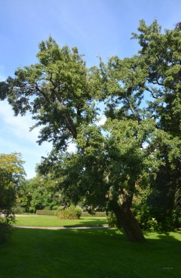 Ältester Baum aus Linné's Zeiten