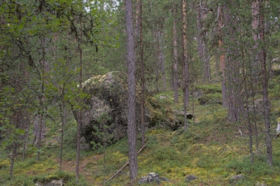 Moosbedeckte Findlinge im Urwald